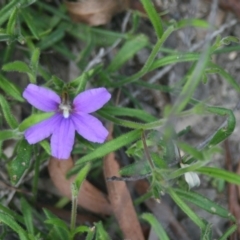 Scaevola ramosissima at Quaama, NSW - 31 Dec 2013 10:02 AM