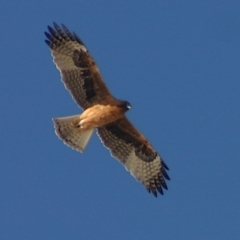 Hieraaetus morphnoides (Little Eagle) at Biamanga National Park - 22 Jul 2006 by FionaG