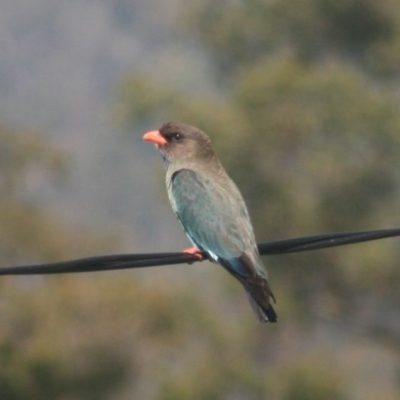 Eurystomus orientalis (Dollarbird) at Quaama, NSW - 12 Nov 2014 by FionaG