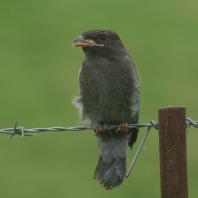 Eurystomus orientalis (Dollarbird) at Verona, NSW - 18 Jan 2015 by FionaG