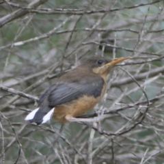 Acanthorhynchus tenuirostris (Eastern Spinebill) at Quaama, NSW - 22 Dec 2013 by FionaG