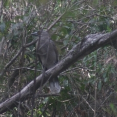 Strepera versicolor (Grey Currawong) at Biamanga National Park - 3 Jun 2018 by FionaG