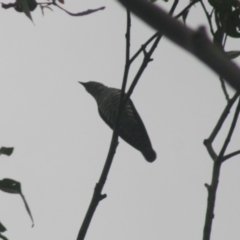 Chrysococcyx lucidus (Shining Bronze-Cuckoo) at Quaama, NSW - 5 Nov 2014 by FionaG