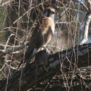 Falco berigora at Quaama, NSW - 14 Jul 2014