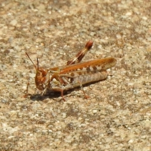 Austroicetes sp. (genus) at Fadden, ACT - 11 Dec 2019 12:31 PM