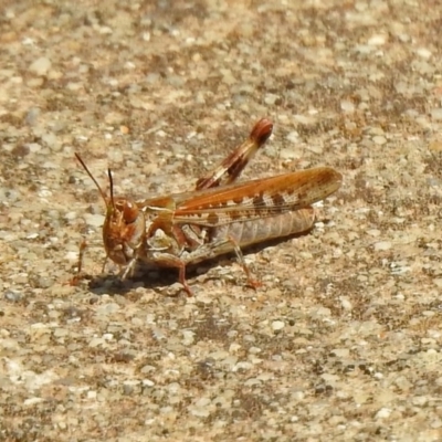 Austroicetes sp. (genus) (A grasshopper) at Fadden, ACT - 11 Dec 2019 by RodDeb