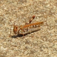 Austroicetes sp. (genus) (A grasshopper) at Fadden Hills Pond - 11 Dec 2019 by RodDeb