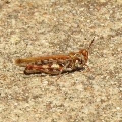 Austroicetes sp. (genus) at Fadden, ACT - 11 Dec 2019 12:31 PM