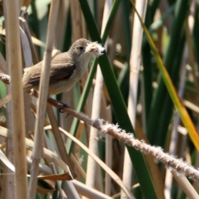 Acrocephalus australis (Australian Reed-Warbler) at Fadden Hills Pond - 11 Dec 2019 by RodDeb