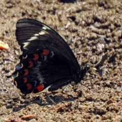 Papilio aegeus (Orchard Swallowtail, Large Citrus Butterfly) at Fadden Hills Pond - 11 Dec 2019 by RodDeb
