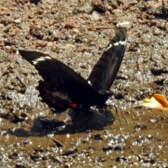 Papilio aegeus at Fadden, ACT - 11 Dec 2019