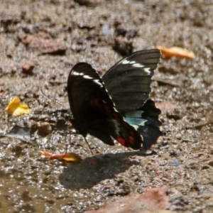 Papilio aegeus at Fadden, ACT - 11 Dec 2019 11:46 AM