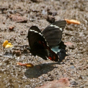 Papilio aegeus at Fadden, ACT - 11 Dec 2019