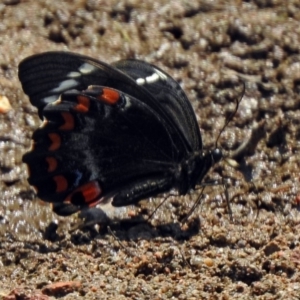 Papilio aegeus at Fadden, ACT - 11 Dec 2019 11:46 AM