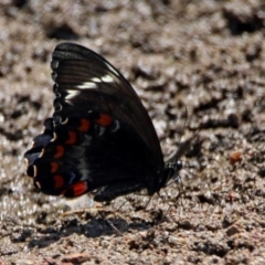 Papilio aegeus at Fadden, ACT - 11 Dec 2019 11:46 AM