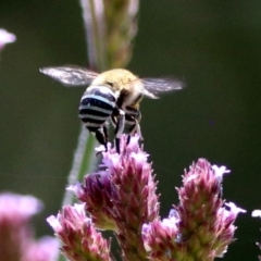 Amegilla (Zonamegilla) asserta (Blue Banded Bee) at Fadden, ACT - 12 Dec 2019 by RodDeb