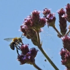 Amegilla (Zonamegilla) asserta at Fadden, ACT - 12 Dec 2019