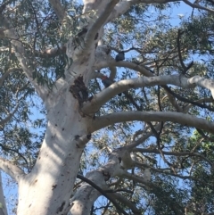 Callocephalon fimbriatum (Gang-gang Cockatoo) at Hughes, ACT - 12 Dec 2019 by KL