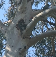 Callocephalon fimbriatum at Hughes, ACT - 12 Dec 2019