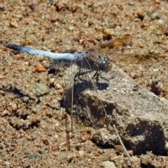 Orthetrum caledonicum (Blue Skimmer) at Fadden, ACT - 12 Dec 2019 by RodDeb