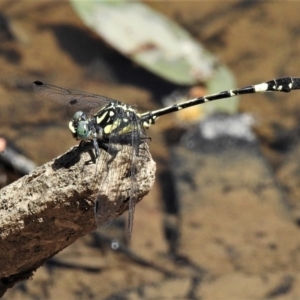 Austroepigomphus praeruptus at suppressed - suppressed