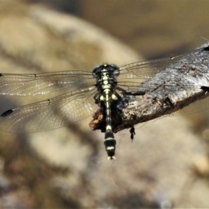 Austroepigomphus praeruptus at suppressed - suppressed