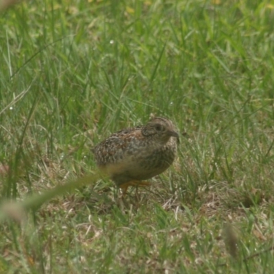 Turnix varius (Painted Buttonquail) at Quaama, NSW - 15 Oct 2018 by FionaG