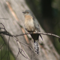 Cacomantis flabelliformis (Fan-tailed Cuckoo) at Quaama, NSW - 1 Oct 2014 by FionaG