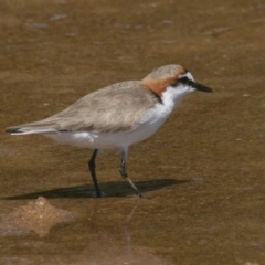 Anarhynchus ruficapillus (Red-capped Plover) at Bermagui, NSW - 12 Oct 2014 by FionaG
