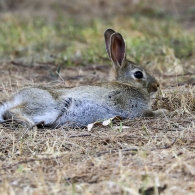 Oryctolagus cuniculus (European Rabbit) at Acton, ACT - 11 Dec 2019 by Alison Milton