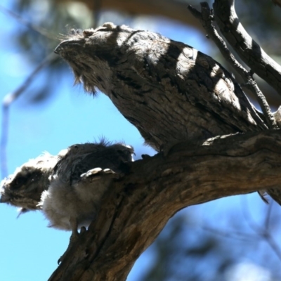 Podargus strigoides (Tawny Frogmouth) at Ainslie, ACT - 14 Nov 2019 by jb2602