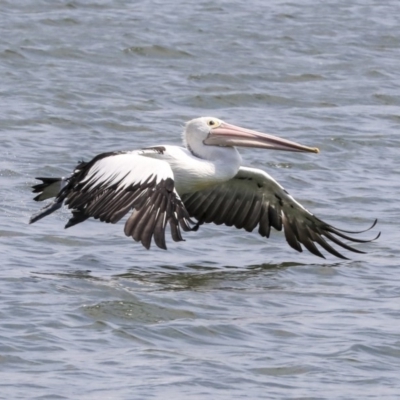 Pelecanus conspicillatus (Australian Pelican) at Lake Burley Griffin West - 11 Dec 2019 by Alison Milton