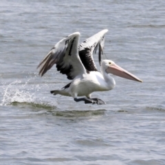 Pelecanus conspicillatus at Acton, ACT - 11 Dec 2019