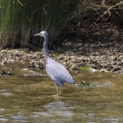 Egretta novaehollandiae (White-faced Heron) at Lake Burley Griffin West - 11 Dec 2019 by Alison Milton