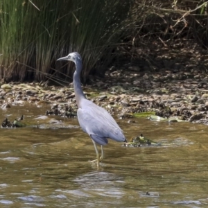 Egretta novaehollandiae at Acton, ACT - 11 Dec 2019 02:13 PM