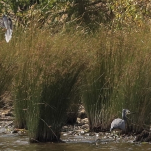 Egretta novaehollandiae at Acton, ACT - 11 Dec 2019 02:13 PM