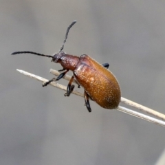 Ecnolagria grandis (Honeybrown beetle) at Australian National University - 10 Dec 2019 by AlisonMilton