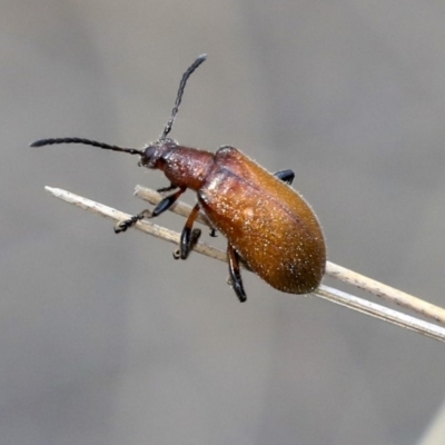 Ecnolagria grandis (Honeybrown beetle) at Acton, ACT - 11 Dec 2019 by AlisonMilton