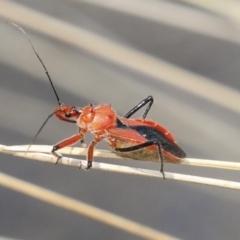 Gminatus australis (Orange assassin bug) at Australian National University - 10 Dec 2019 by AlisonMilton