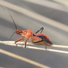 Gminatus australis (Orange assassin bug) at Acton, ACT - 11 Dec 2019 by AlisonMilton