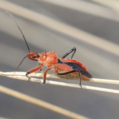 Gminatus australis (Orange assassin bug) at Acton, ACT - 11 Dec 2019 by AlisonMilton