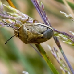 Pentatomidae (family) (Shield or Stink bug) at Acton, ACT - 11 Dec 2019 by AlisonMilton
