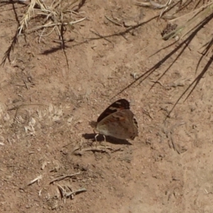 Junonia villida at Hackett, ACT - 24 Nov 2019