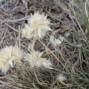 Rytidosperma carphoides at Hackett, ACT - 24 Nov 2019