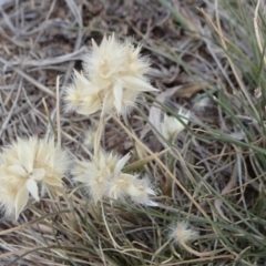 Rytidosperma carphoides (Short Wallaby Grass) at Yarramundi Grassland
 - 24 Nov 2019 by JanetRussell
