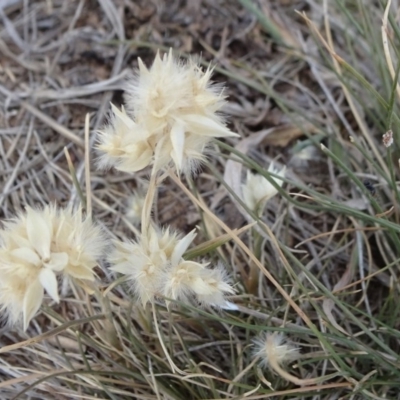Rytidosperma carphoides (Short Wallaby Grass) at Yarramundi Grassland
 - 24 Nov 2019 by JanetRussell