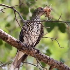 Oriolus sagittatus (Olive-backed Oriole) at Lake Burley Griffin West - 11 Dec 2019 by AlisonMilton