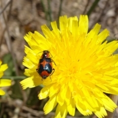 Dicranolaius villosus (Melyrid flower beetle) at Yarramundi Grassland
 - 24 Nov 2019 by JanetRussell