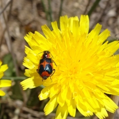 Dicranolaius villosus (Melyrid flower beetle) at Hackett, ACT - 24 Nov 2019 by JanetRussell