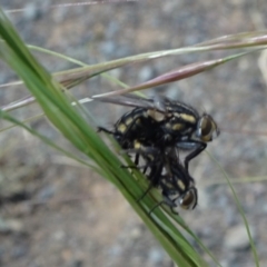 Oxysarcodexia varia (Striped Dung Fly) at Hackett, ACT - 24 Nov 2019 by JanetRussell